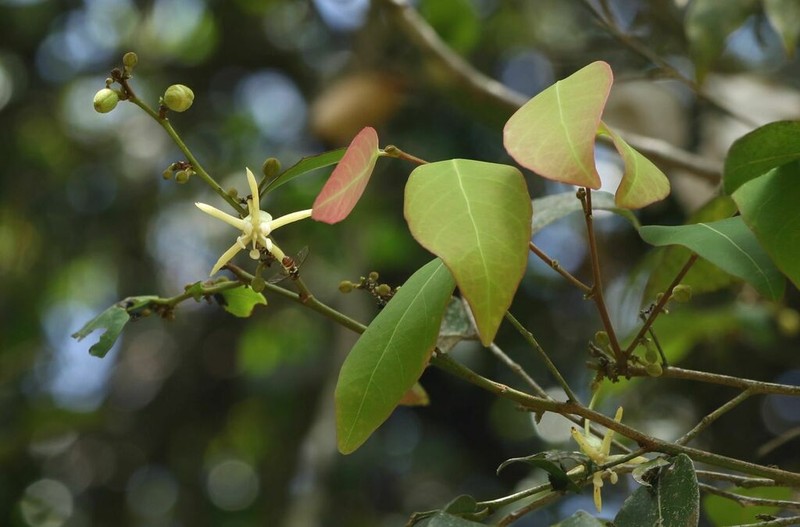 Chlorocarpa pentaschista photo 2