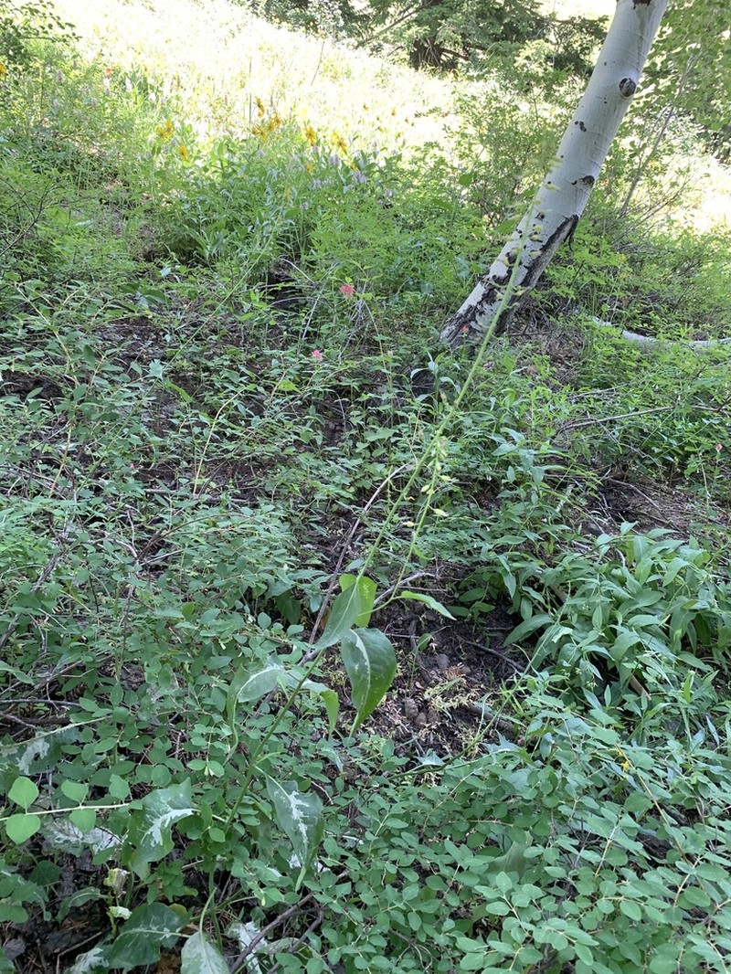 Spearhead photo 5