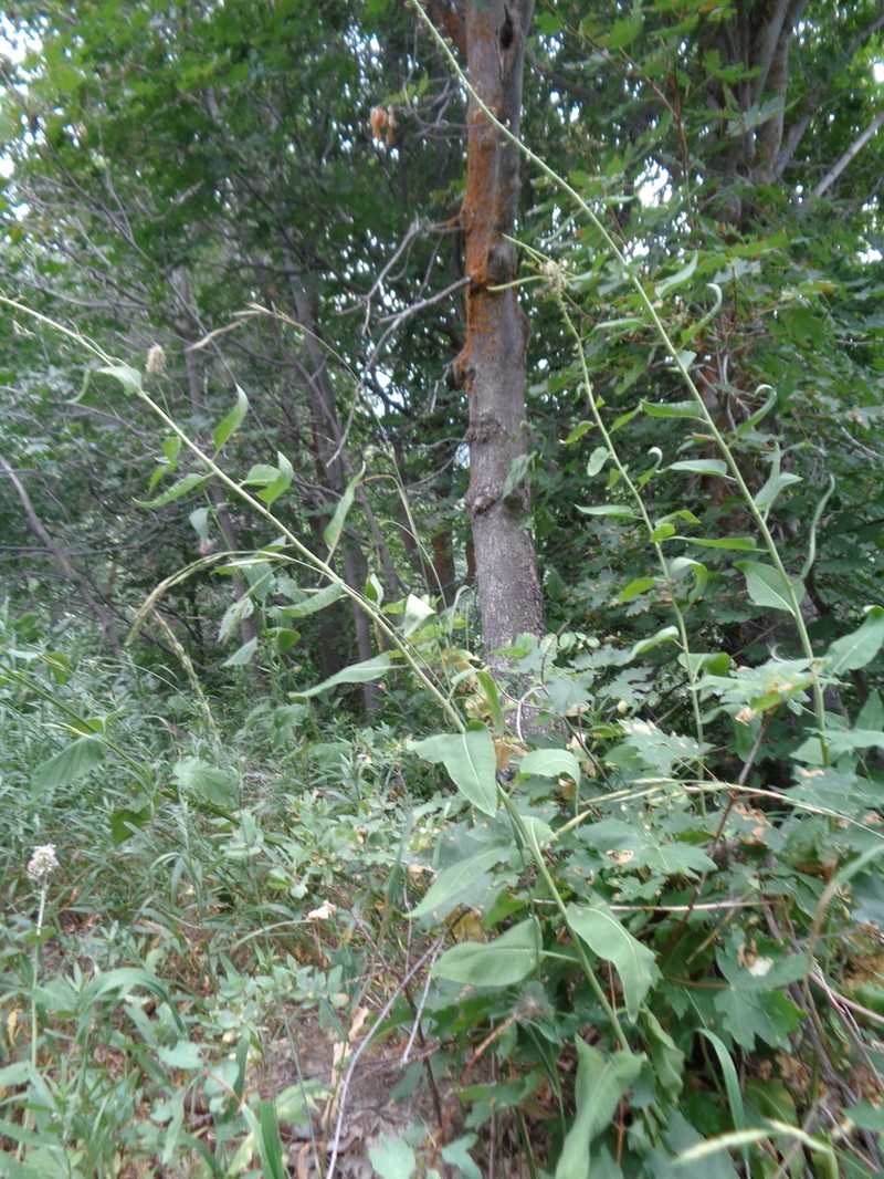 Spearhead photo 6
