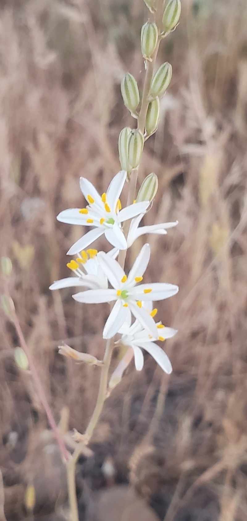 Narrowleaf Soap Plant