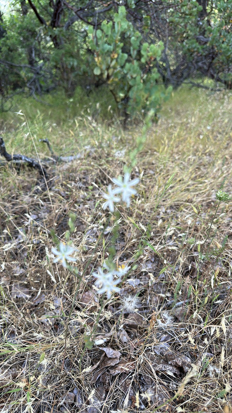 Narrowleaf Soap Plant photo 3