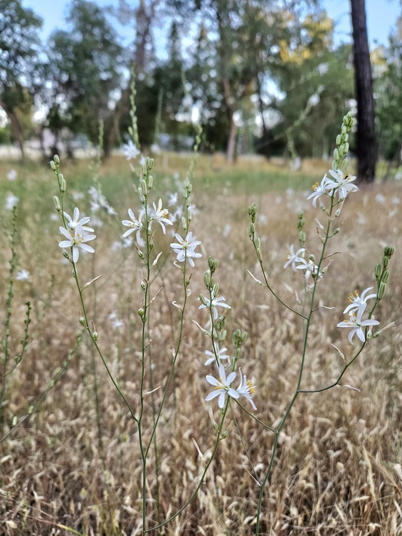 Narrowleaf Soap Plant photo 4