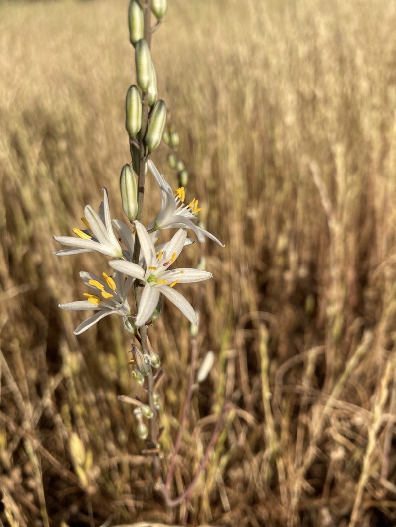 Narrowleaf Soap Plant photo 6