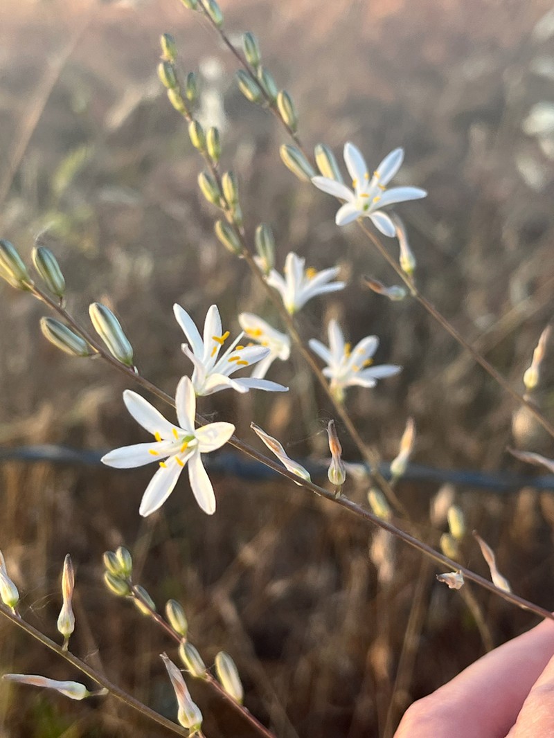 Narrowleaf Soap Plant photo 8