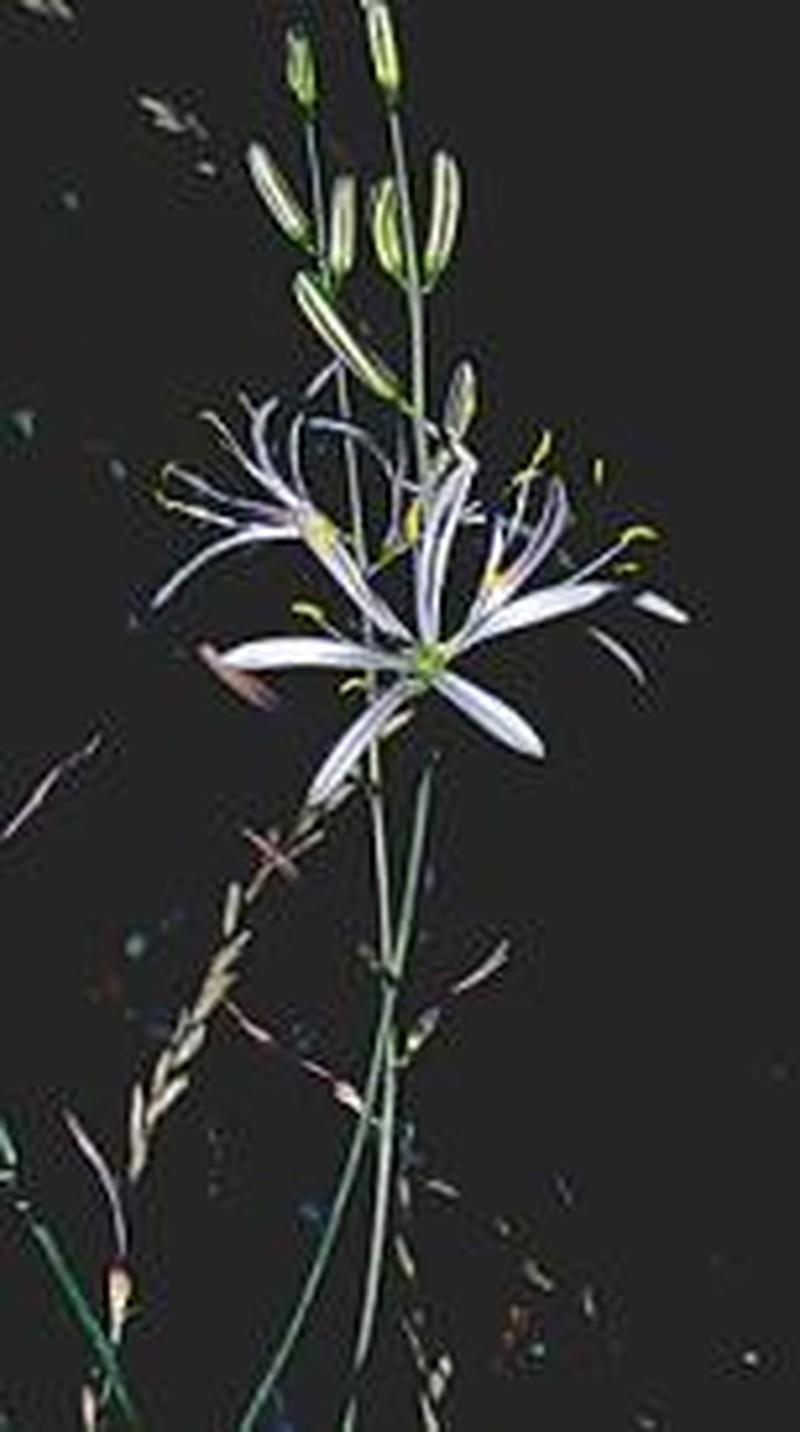 Red Hills Soap Plant