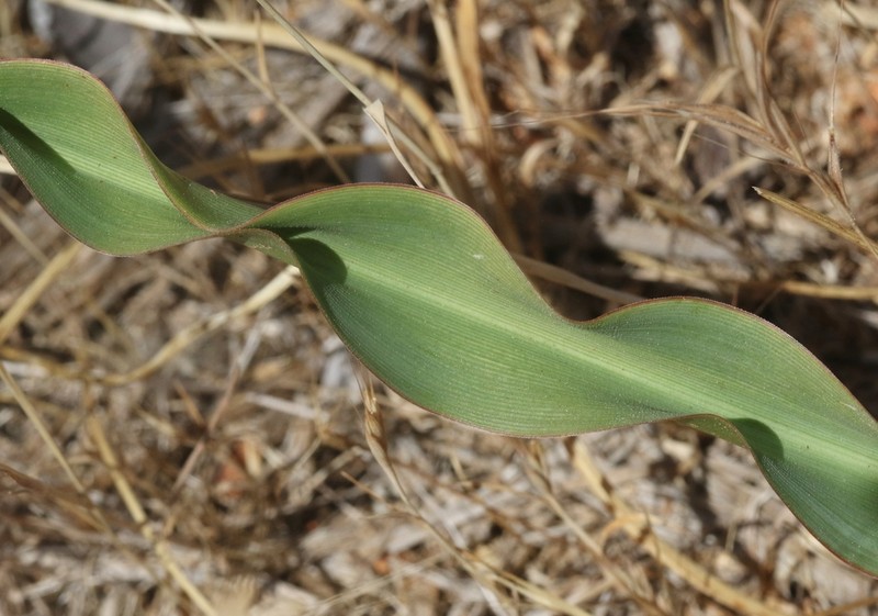 Red Hills Soap Plant photo 4