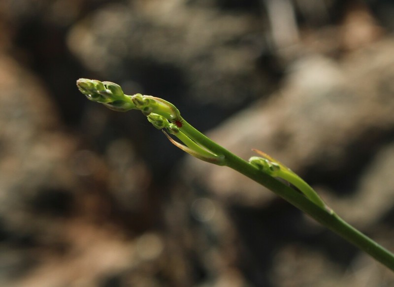 Red Hills Soap Plant photo 5