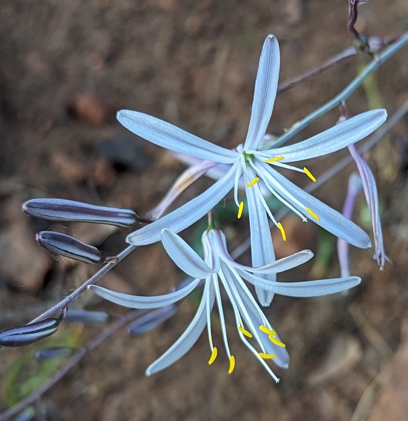 Red Hills Soap Plant photo 7