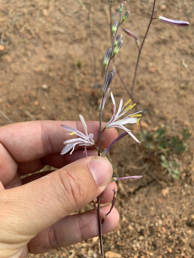 Red Hills Soap Plant photo 8