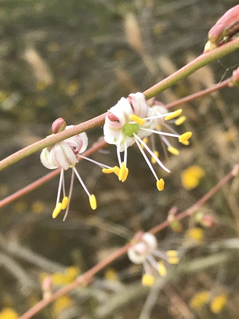 Smallflower Soap Plant photo 2