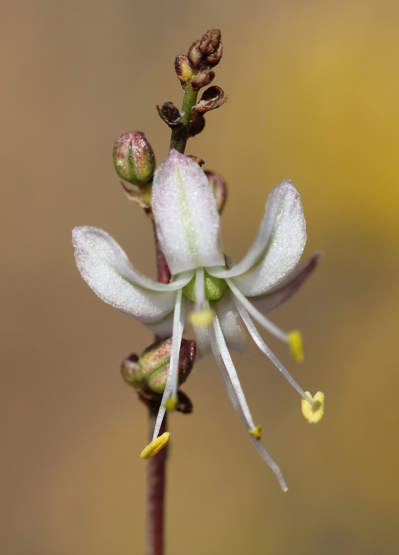 Smallflower Soap Plant photo 5