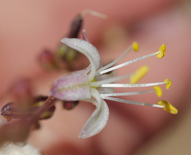 Smallflower Soap Plant photo 6