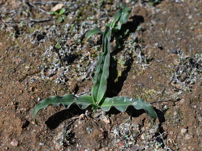 Smallflower Soap Plant photo 4