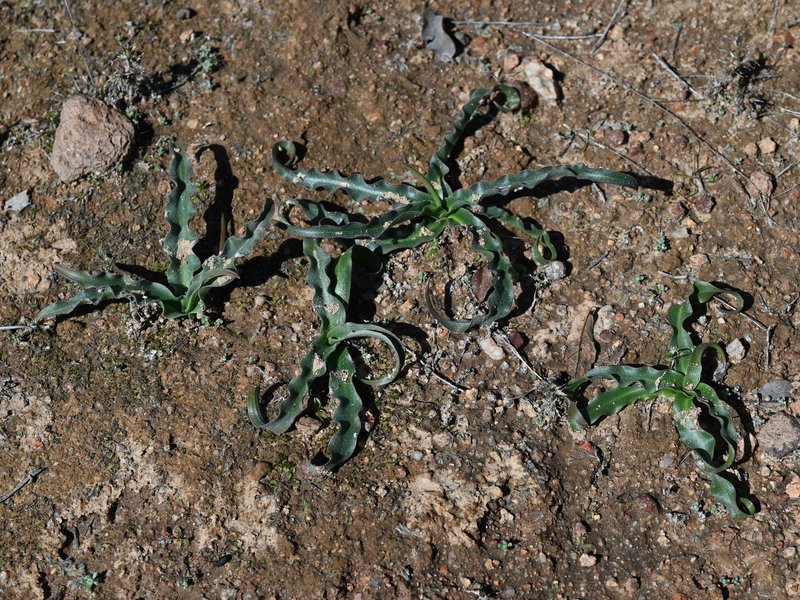 Smallflower Soap Plant photo 7