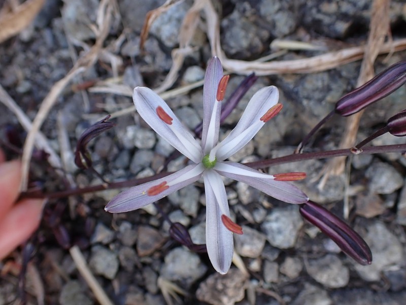 Wavyleaf Soap Plant