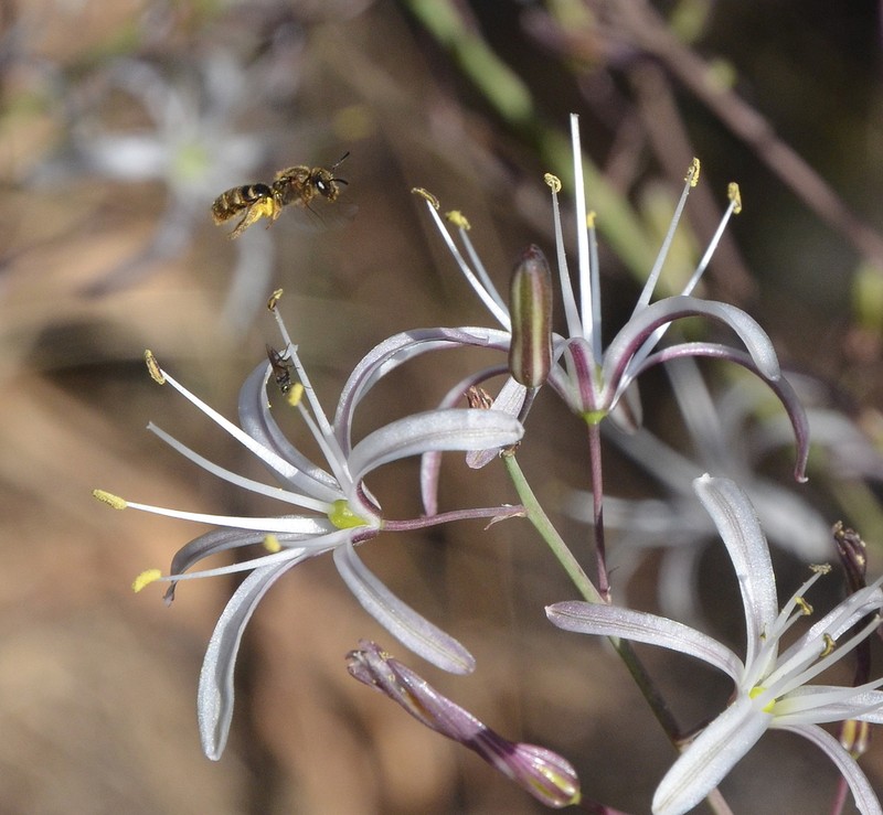 Wavyleaf Soap Plant photo 2