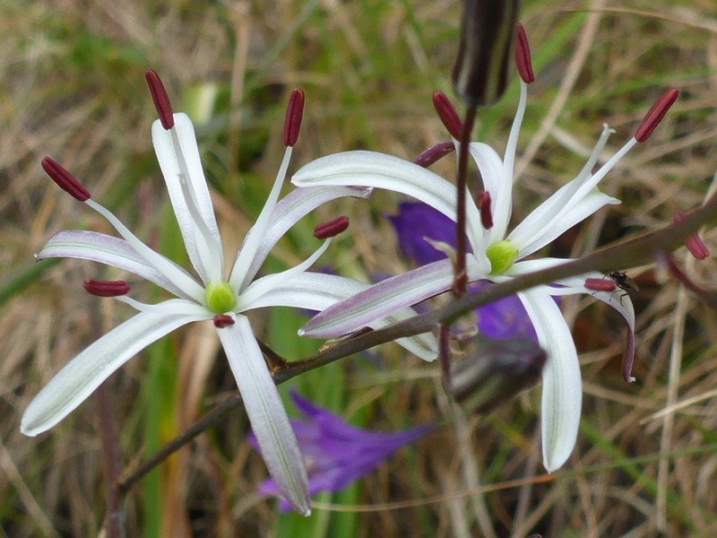Wavyleaf Soap Plant photo 4