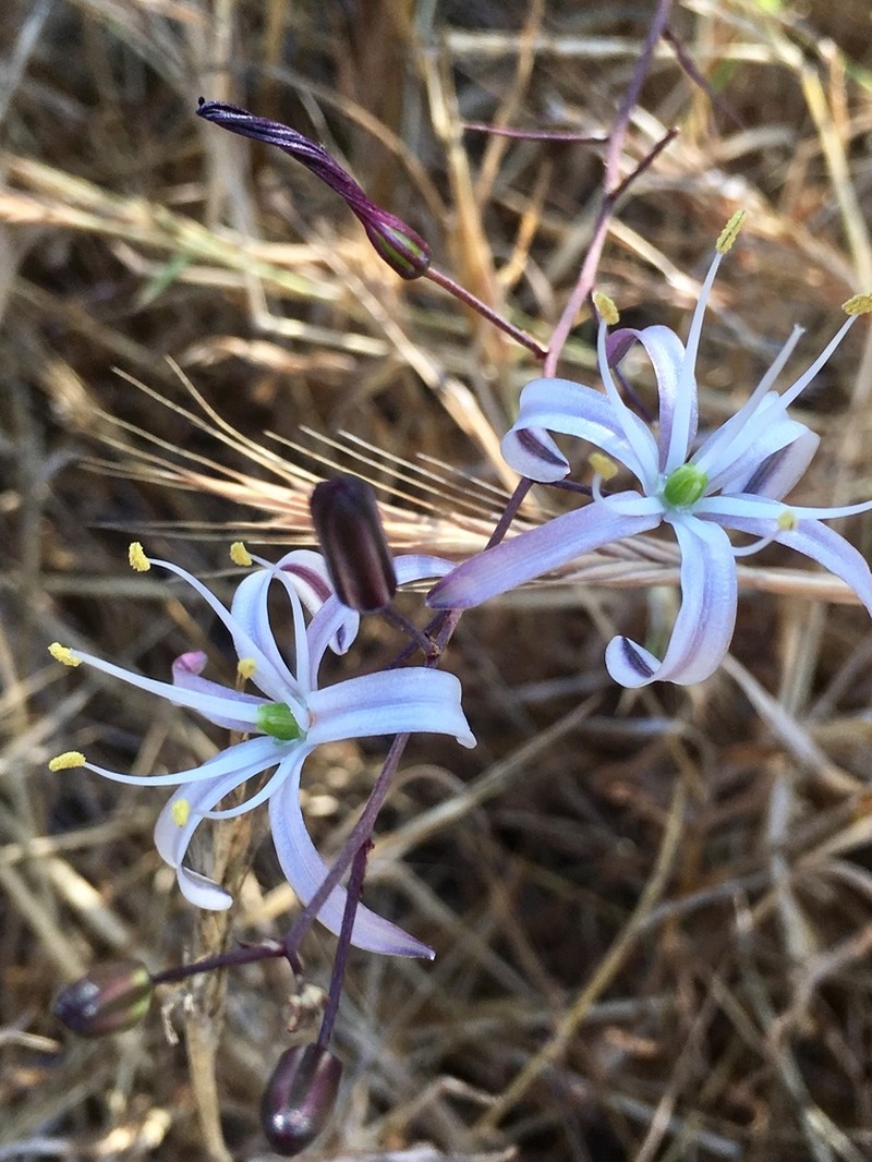 Wavyleaf Soap Plant photo 5