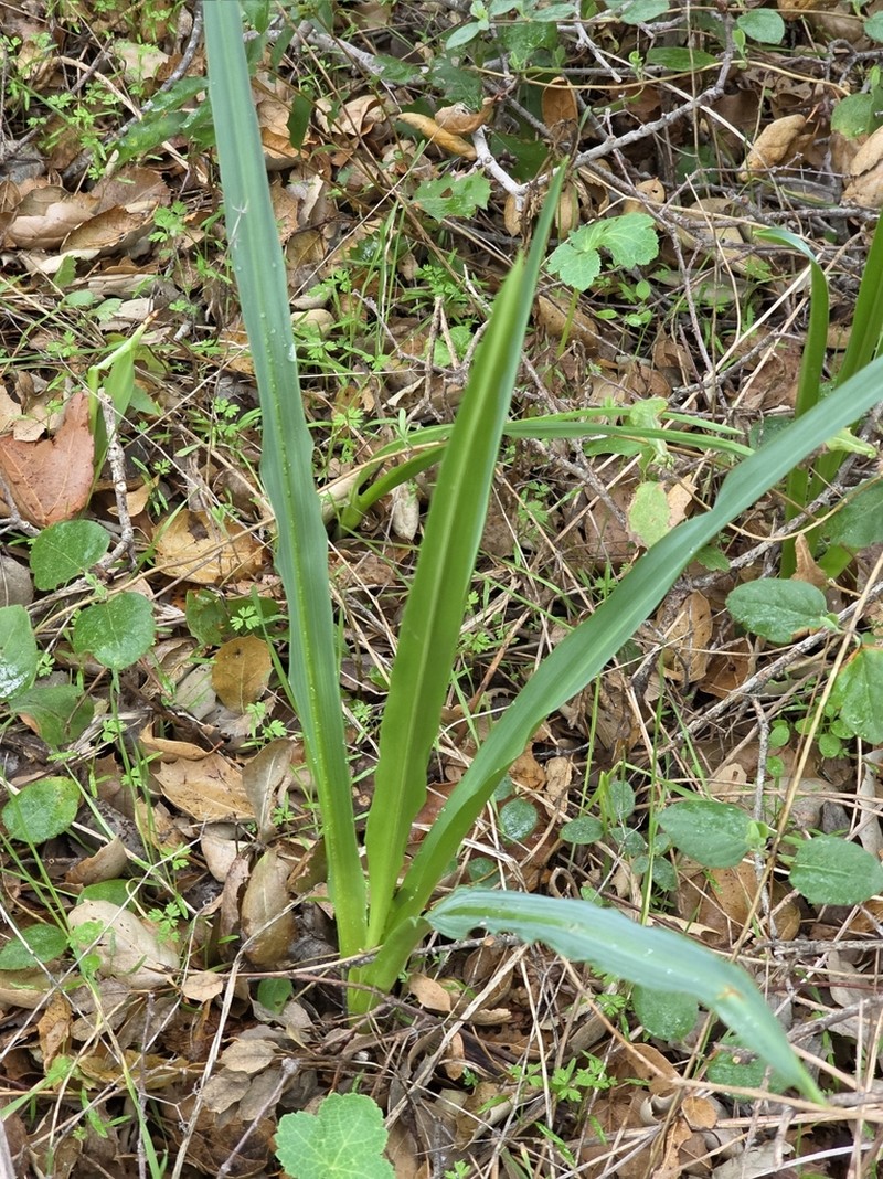 Wavyleaf Soap Plant photo 6