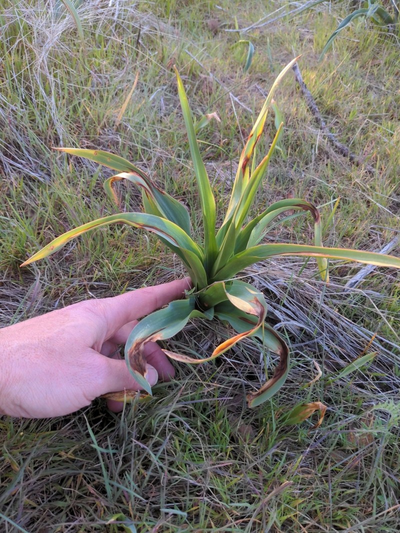 Wavyleaf Soap Plant photo 7