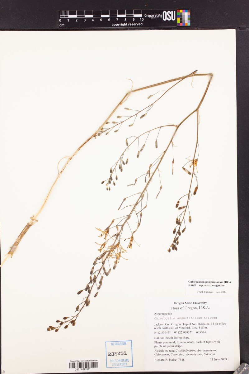 Chlorogalum pomeridianum subsp. austrooreganum
