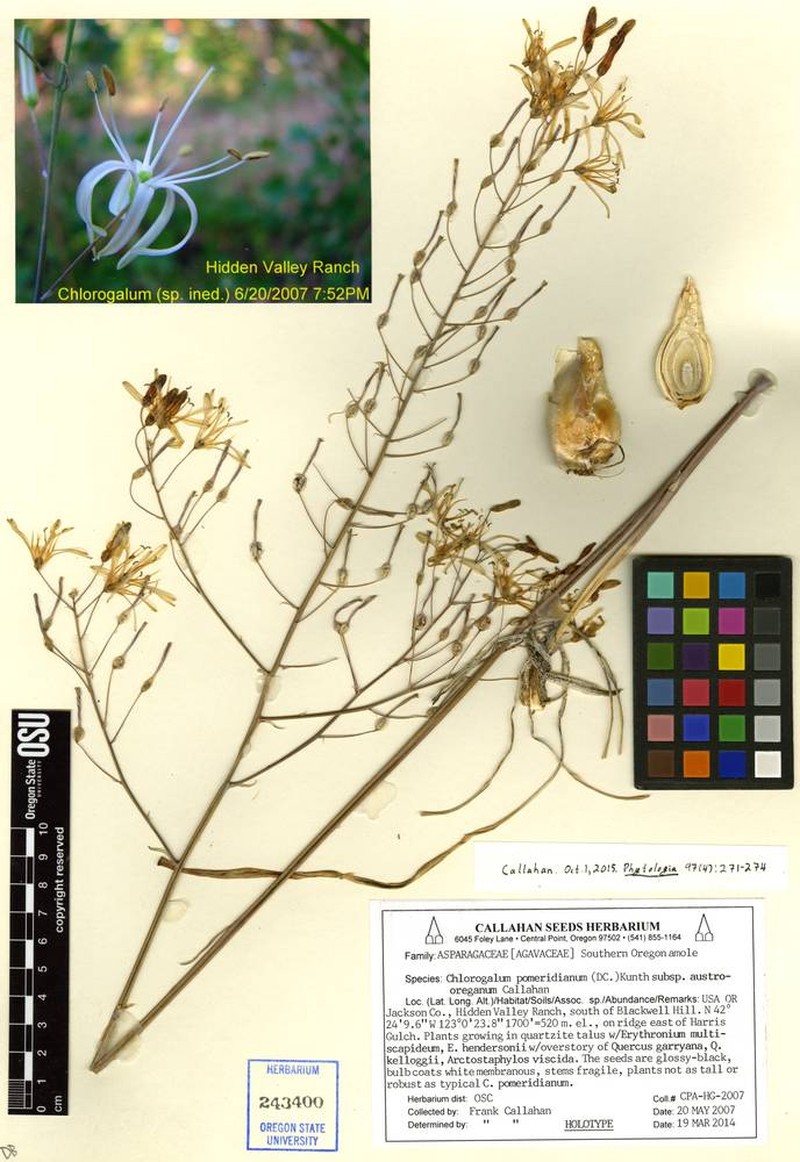 Chlorogalum pomeridianum subsp. austrooreganum photo 2