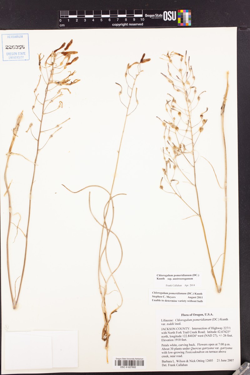 Chlorogalum pomeridianum subsp. austrooreganum photo 3