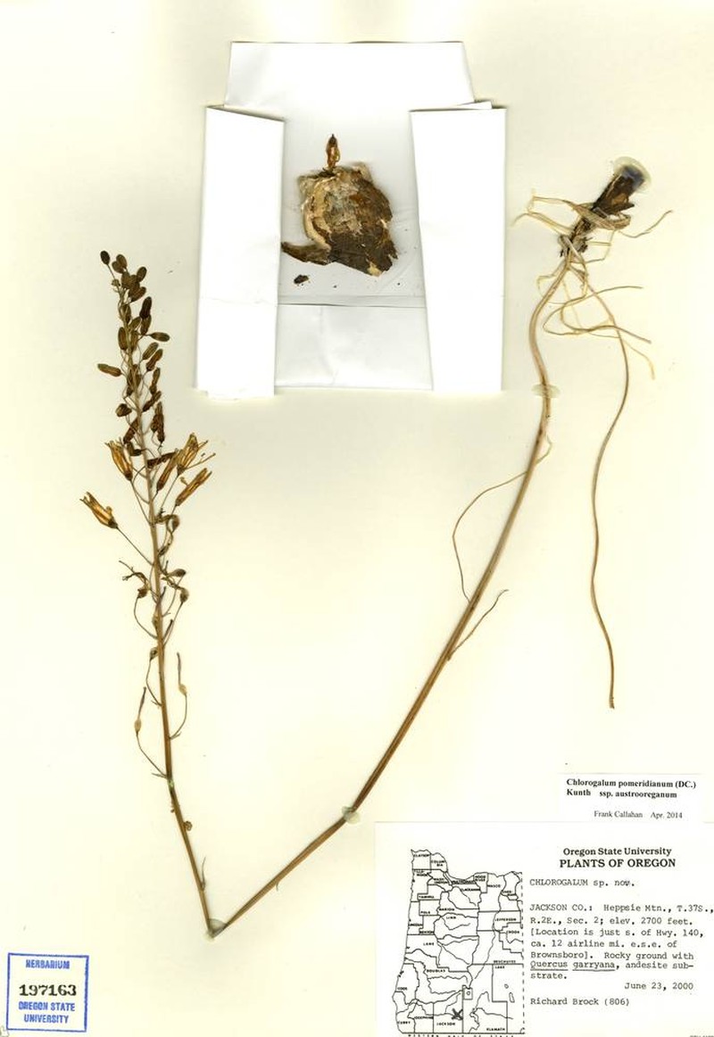 Chlorogalum pomeridianum subsp. austrooreganum photo 4