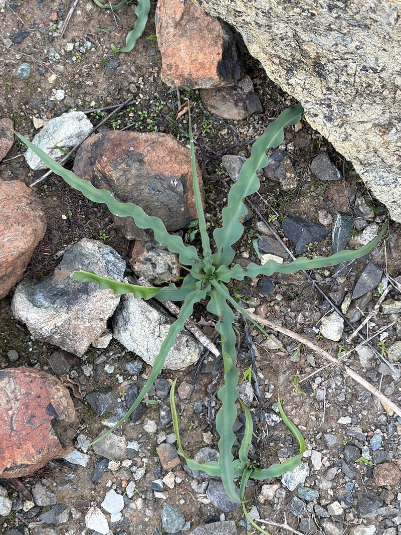 Chlorogalum pomeridianum subsp. pomeridianum