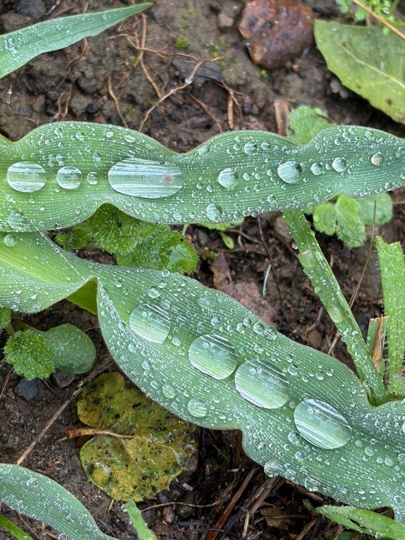 Chlorogalum pomeridianum subsp. pomeridianum photo 2
