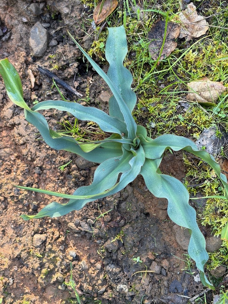 Chlorogalum pomeridianum subsp. pomeridianum photo 3