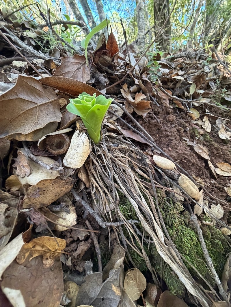 Chlorogalum pomeridianum subsp. pomeridianum photo 4