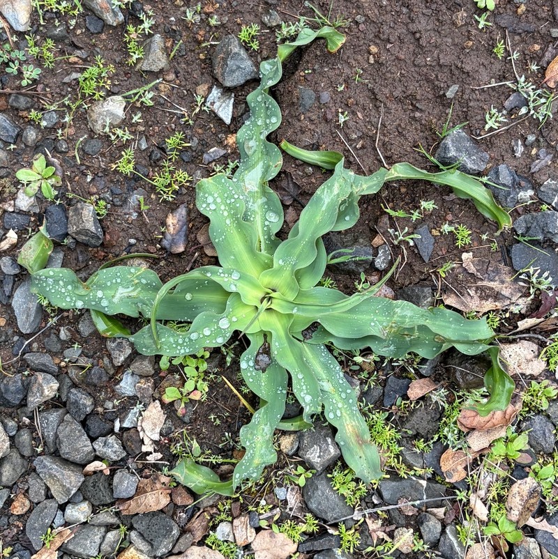 Chlorogalum pomeridianum subsp. pomeridianum photo 5