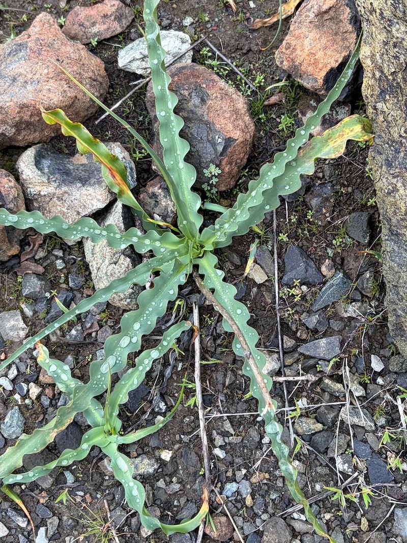 Chlorogalum pomeridianum subsp. pomeridianum photo 6