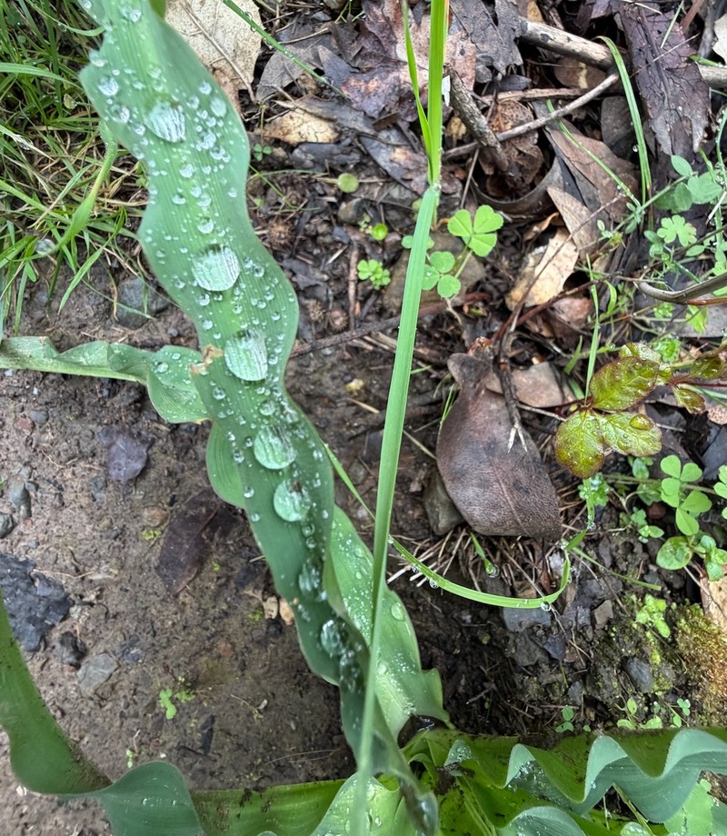 Chlorogalum pomeridianum subsp. pomeridianum photo 7
