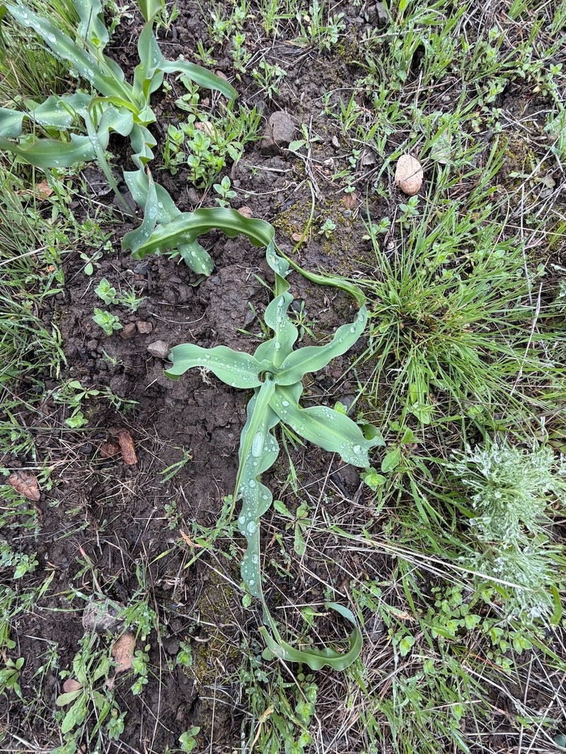 Chlorogalum pomeridianum subsp. pomeridianum photo 8