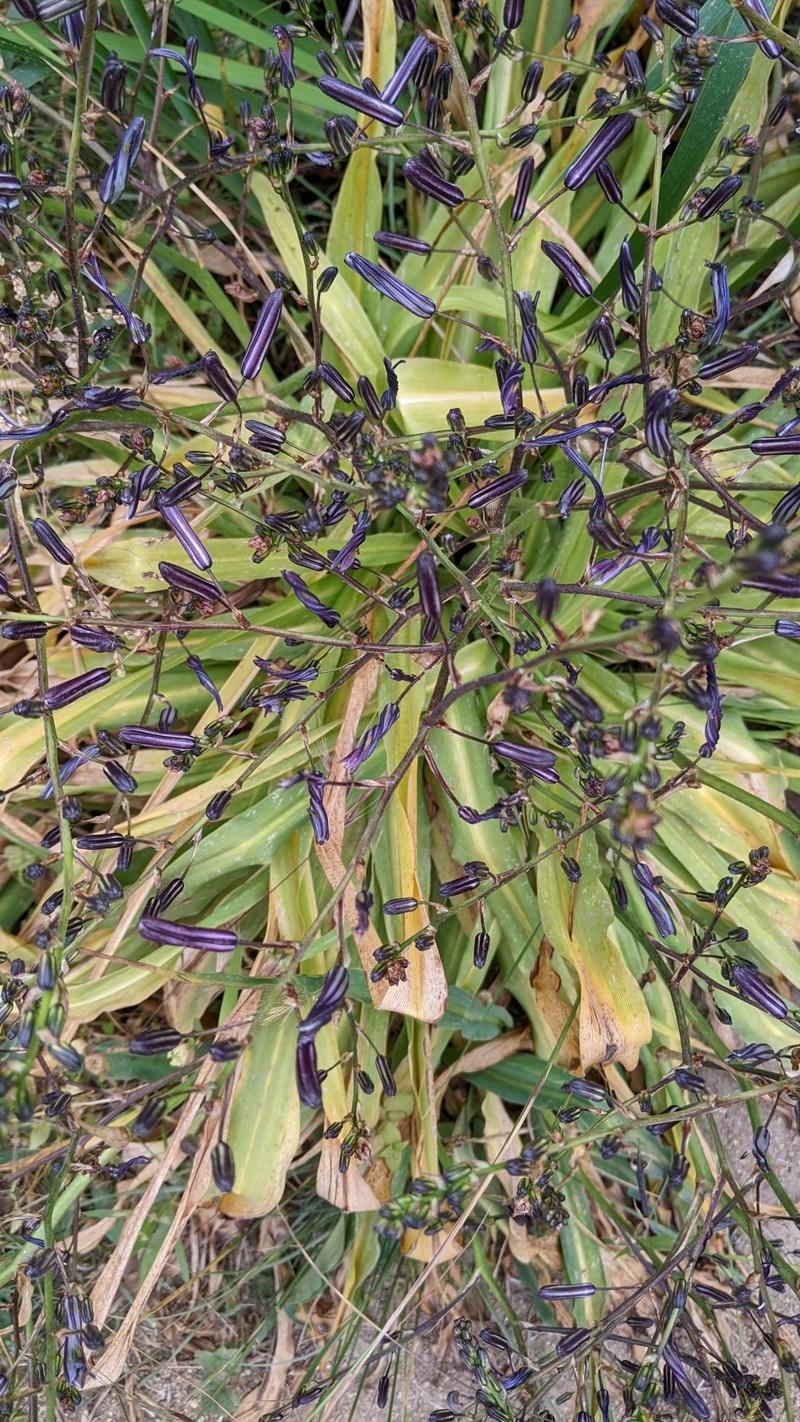 Chlorogalum pomeridianum var. divaricatum