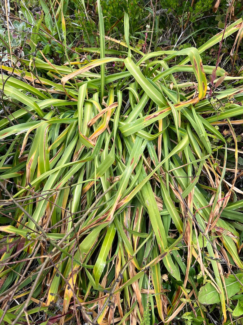 Chlorogalum pomeridianum var. divaricatum photo 2