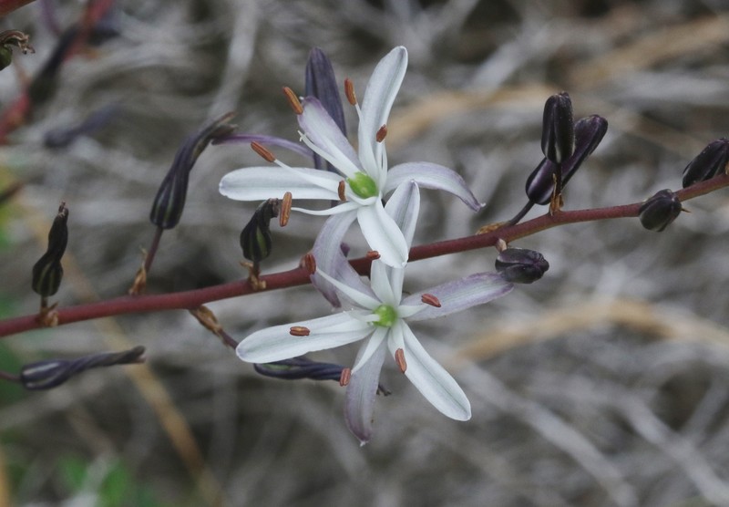 Chlorogalum pomeridianum var. divaricatum photo 3