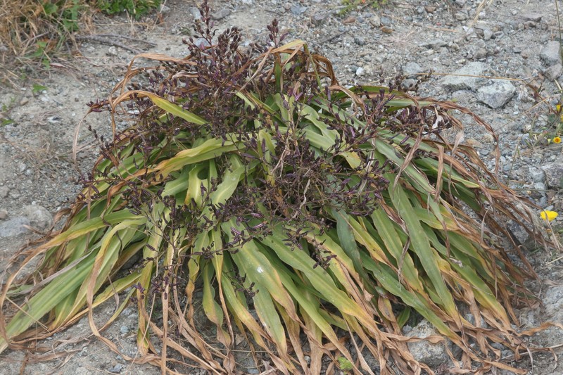 Chlorogalum pomeridianum var. divaricatum photo 4