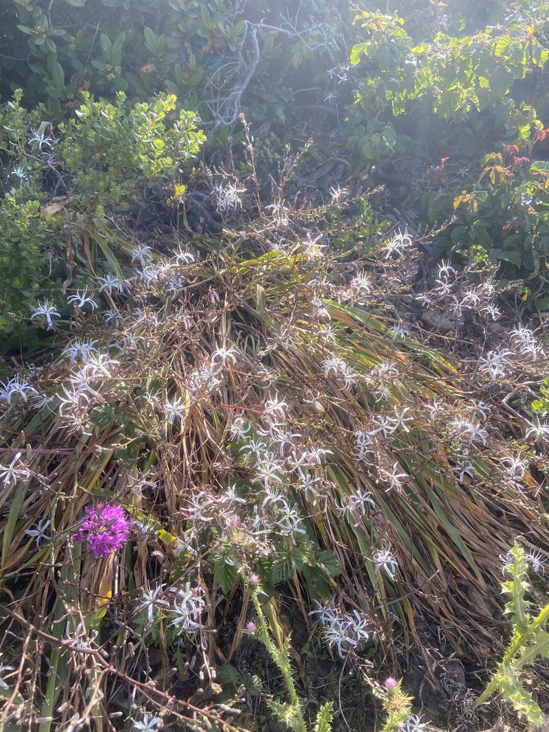 Chlorogalum pomeridianum var. divaricatum photo 5