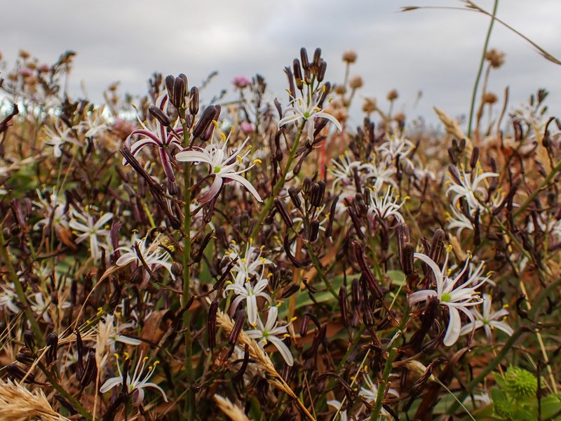 Chlorogalum pomeridianum var. divaricatum photo 6