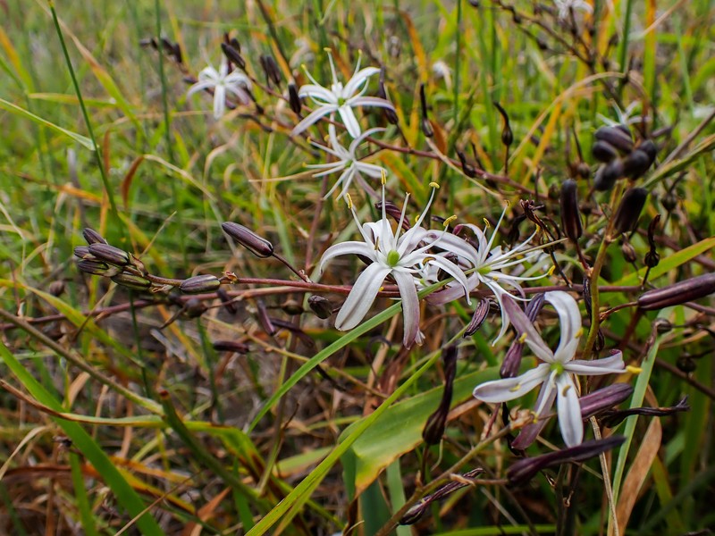 Chlorogalum pomeridianum var. divaricatum photo 7
