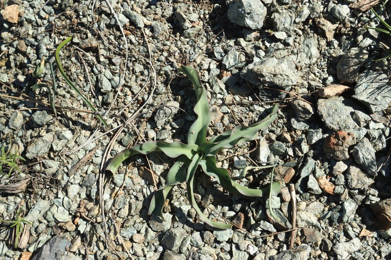 Chlorogalum pomeridianum var. minus
