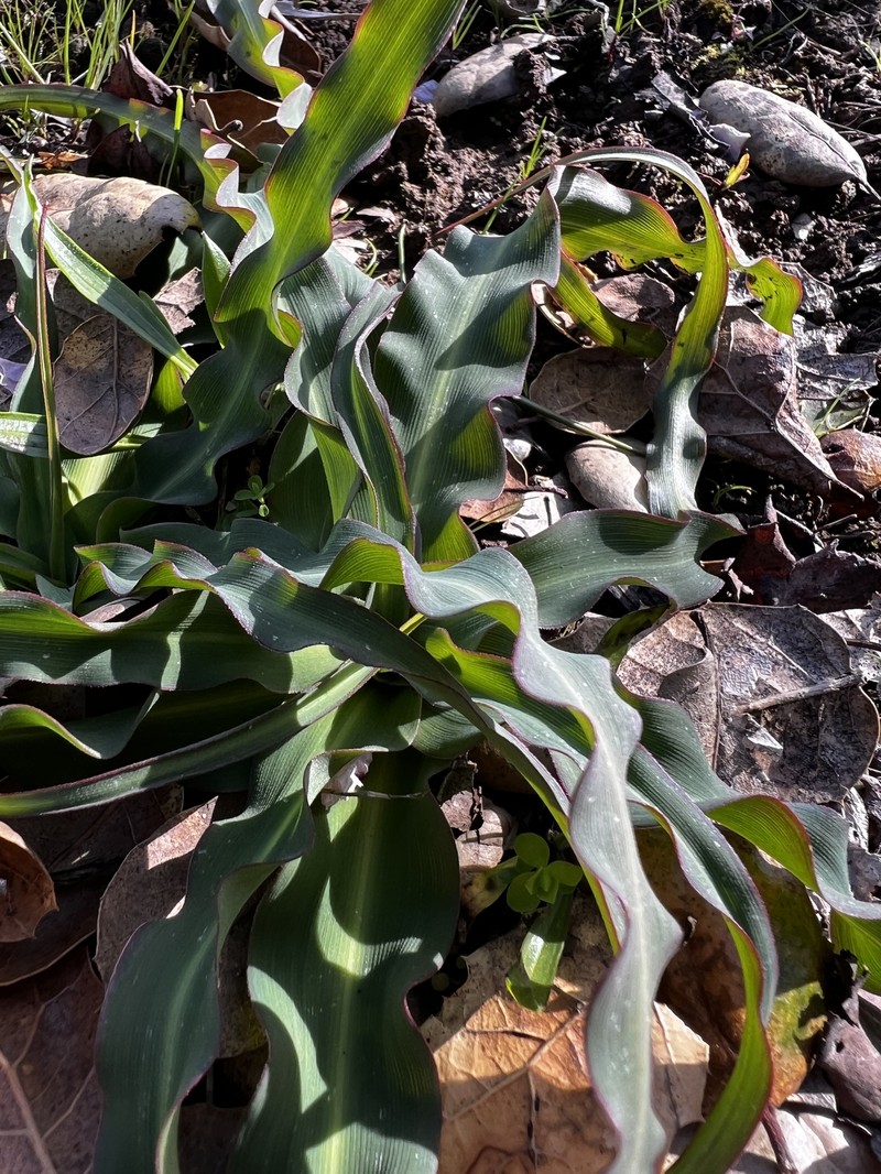 Chlorogalum pomeridianum var. minus photo 2