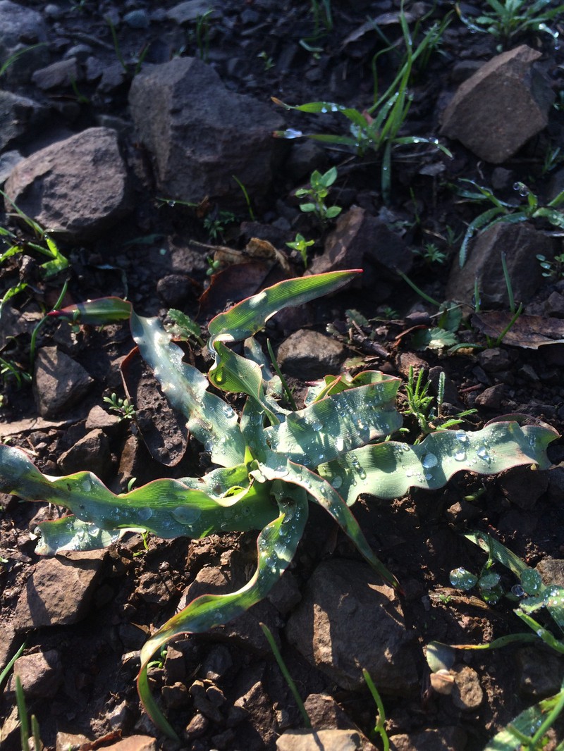 Chlorogalum pomeridianum var. minus photo 3