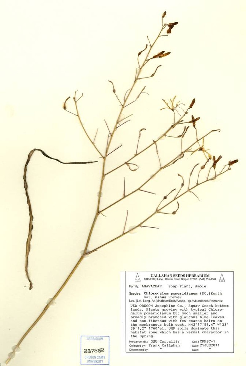 Chlorogalum pomeridianum var. minus photo 4