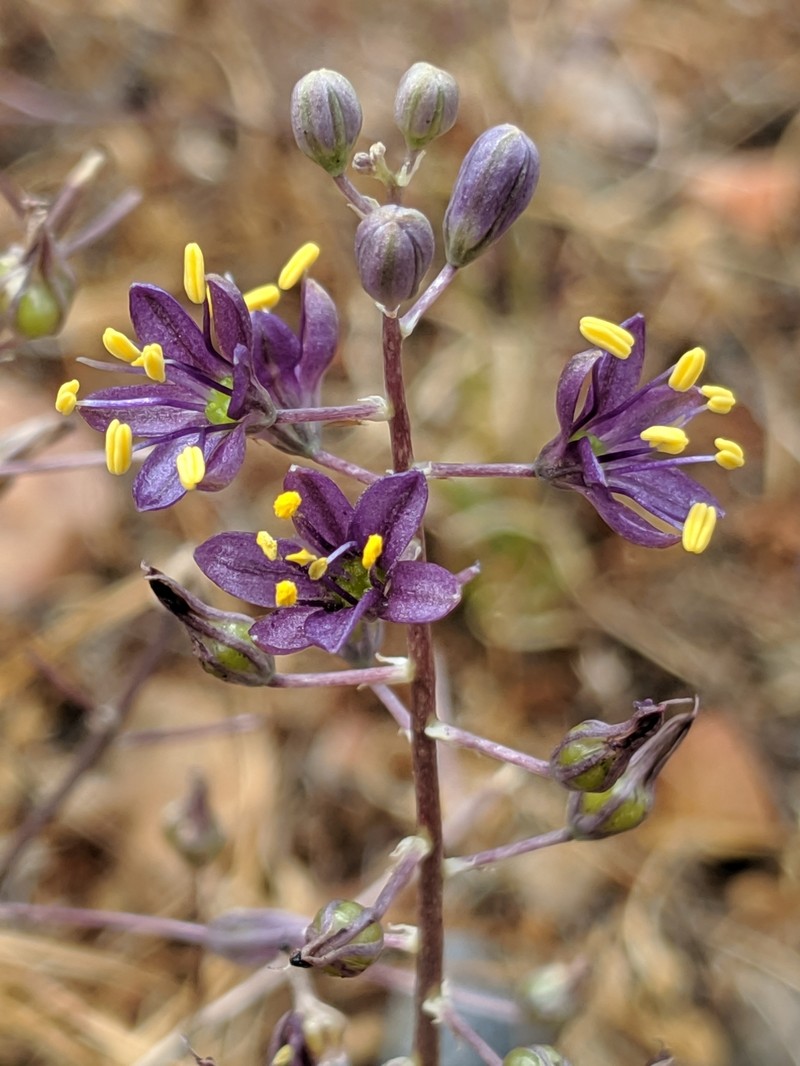 Purple Amole