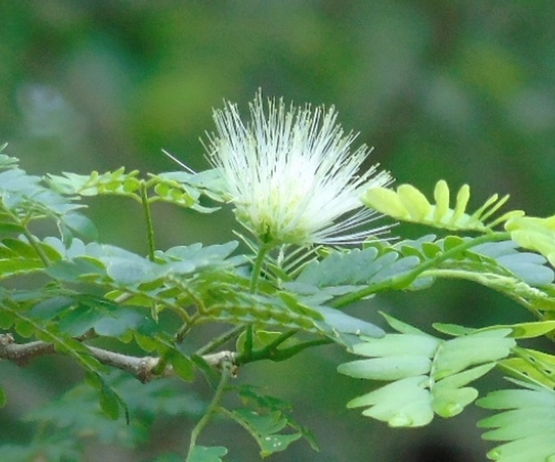 Chloroleucon mangense var. mangense