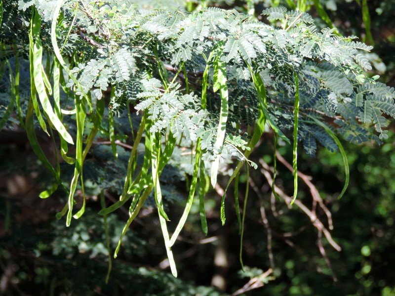 Chloroleucon mangense var. mangense photo 4